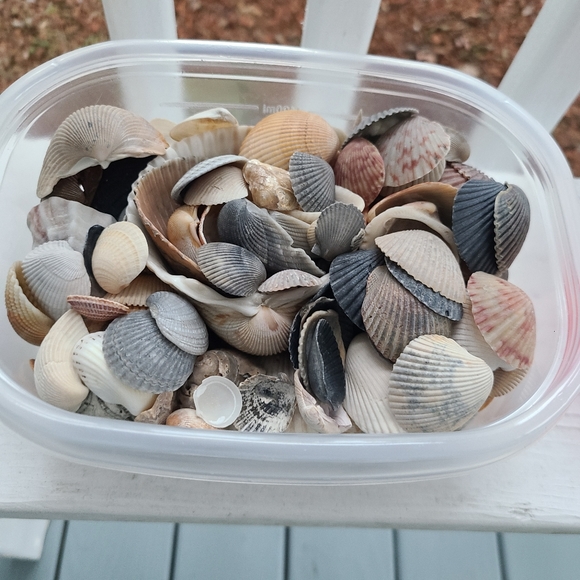 Seashells Carolina beaches Atlantic ocean sea shell includes one sea biscuit - Picture 3 of 9